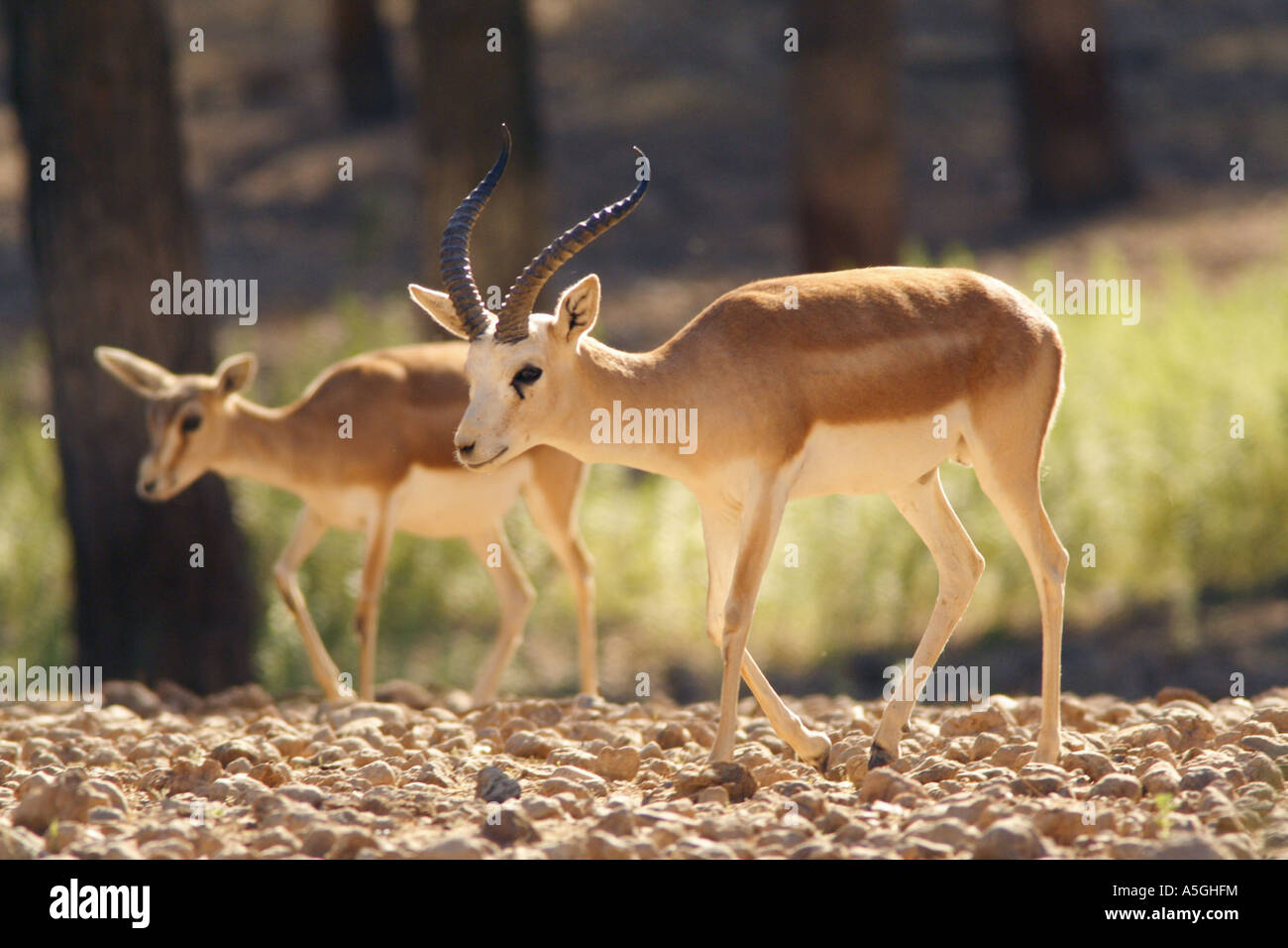 subgutturosa Gazelle, arabischen Sand Gazelle (Gazella Subgutturosa Subgutturosa), Bock mit Weibchen im Hintergrund, Türkei Stockfoto