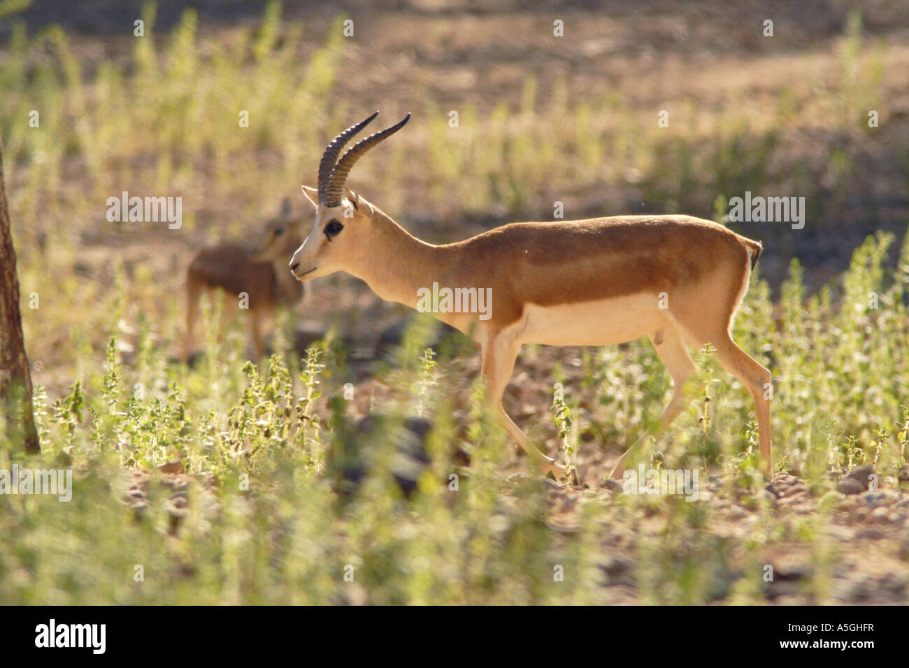 subgutturosa Gazelle, arabischen Sand Gazelle (Gazella Subgutturosa Subgutturosa), buck mit charakteristischen Kopf, Türkei Stockfoto