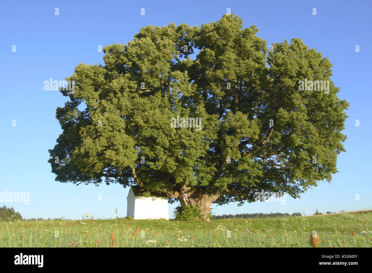 kleinblättrige Linde, Littleleaf Linden, kleines Blatt Linde (Tilia Cordata), 500 Jahre alte Baum, Deutschland, Bayern Stockfoto