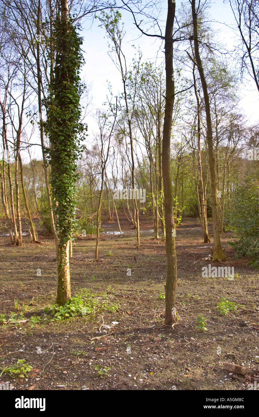 Wald in der Nähe von Lindow Moos Cheshire UK Stockfoto