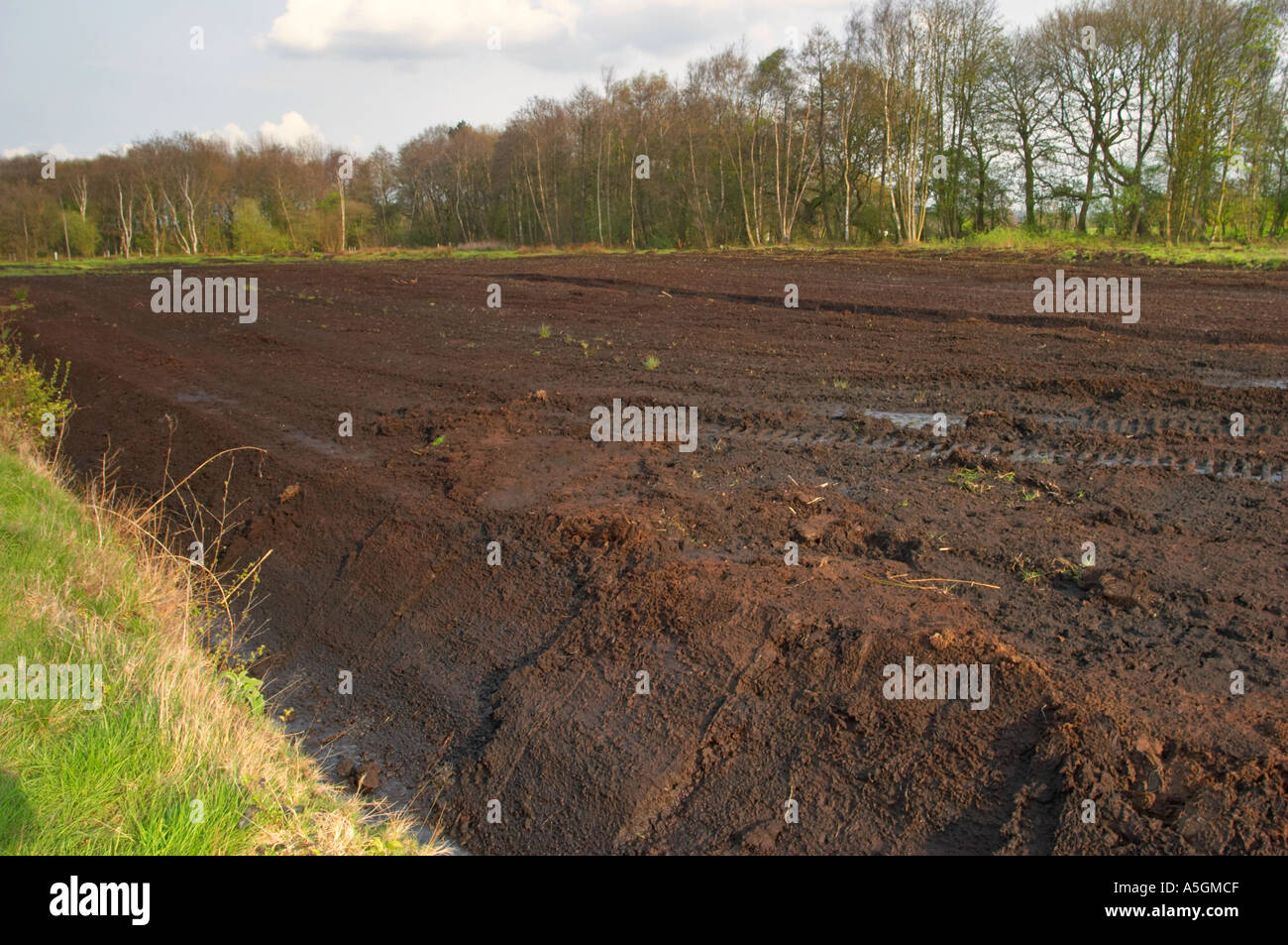 Ansichten von Lindow Moos wo Pete Marsh Lindow Mann entdeckt wurde Stockfoto