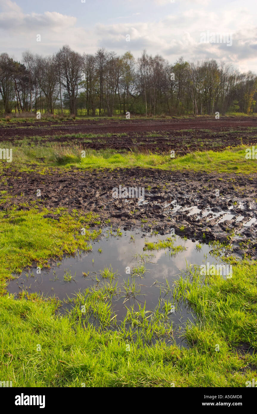 Ansichten von Lindow Moos wo Pete Marsh Lindow Mann entdeckt wurde Stockfoto