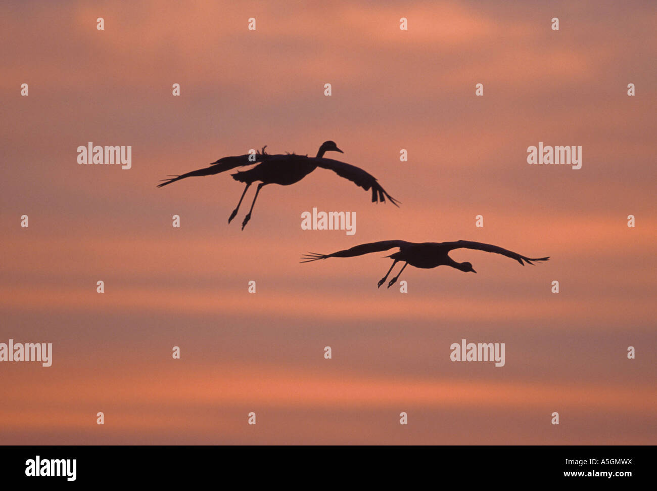 Demoiselle Kran (Anthropoides Virgo), am Abendhimmel, Indien Stockfoto