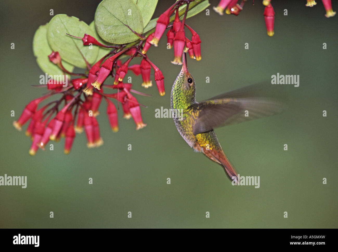 Einsiedler und Kolibris (Trochilidae), in den Pazifik Nebelwald, Ecuador, Los Cedros Stockfoto
