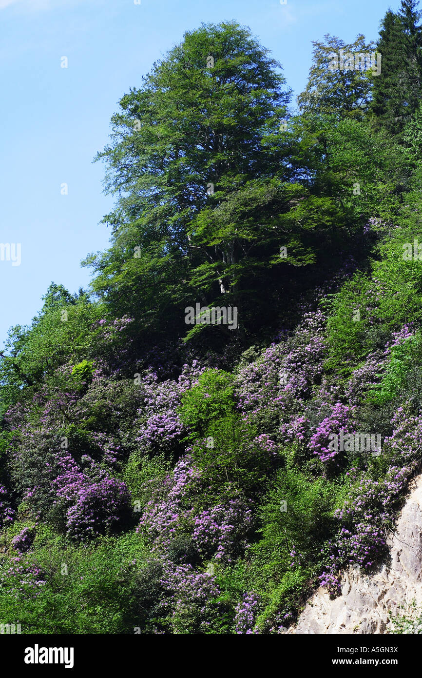 Rhododendron (Rhododendron spec.), Hang blhende Strucher auf einem Berg  mit orientalischen buchen, Trkei, Nord-Ost-Anatolien, Arda Stockfotografie  - Alamy