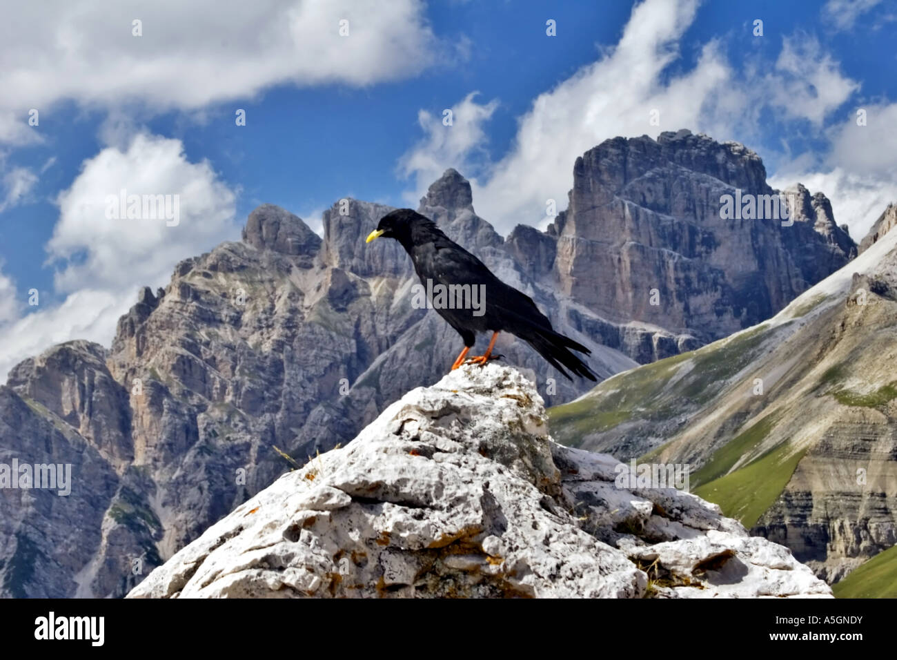 Alpine Alpenkrähe (Pyrrhocorax Graculus), auf Felsen, Österreich ...