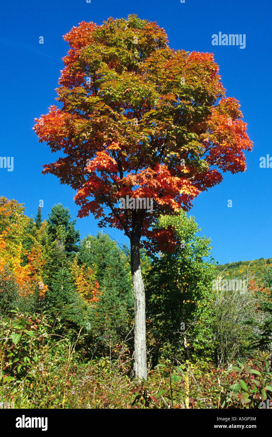 Acer saccharum aceraceae Fotos und Bildmaterial in hoher Auflösung