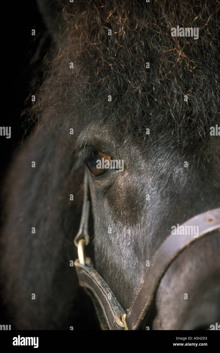 Gesicht eines Shetland-Ponys hautnah Stockfoto