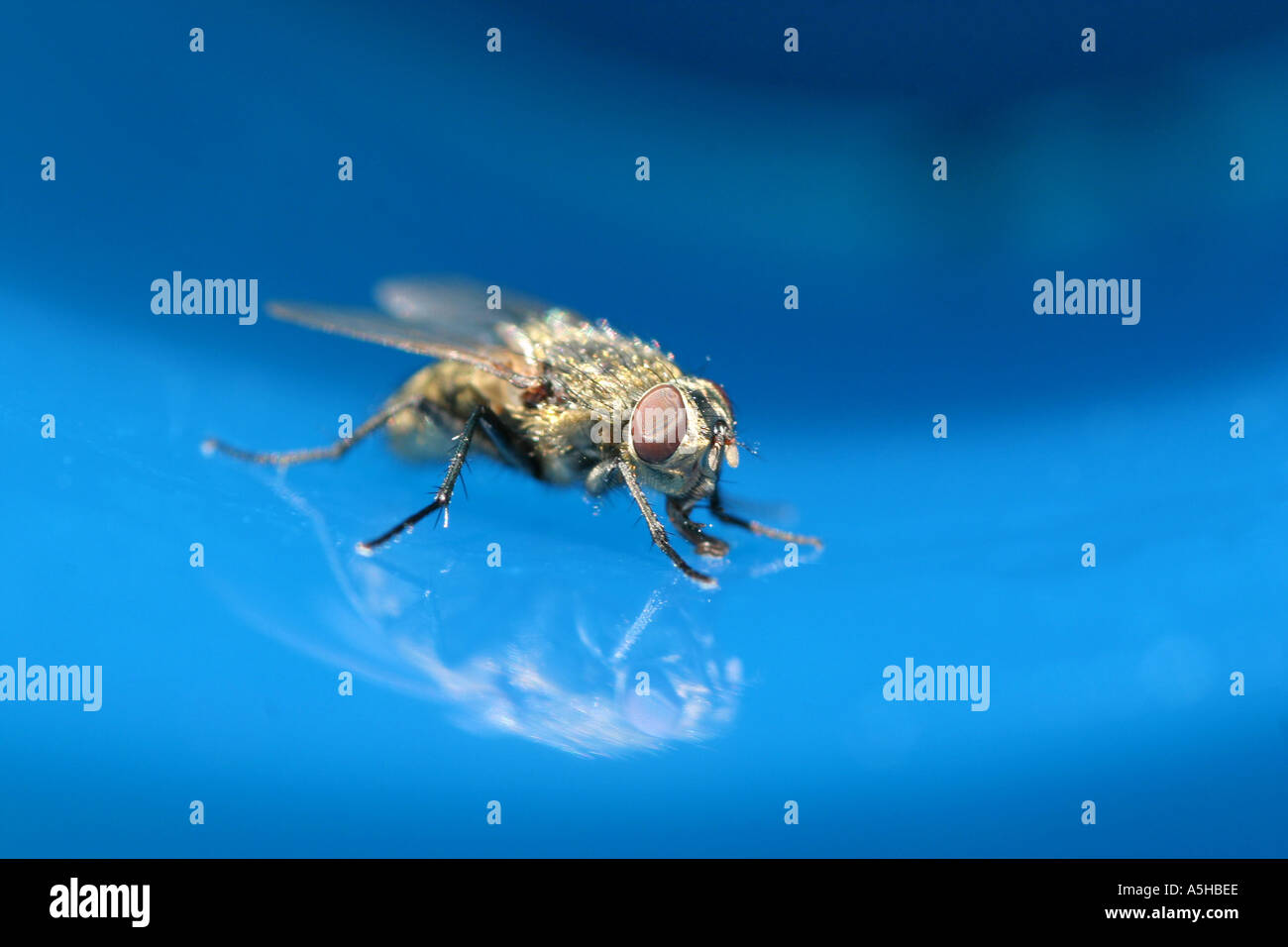 Fliegen Sie in blaue Plastikbecher Stockfoto