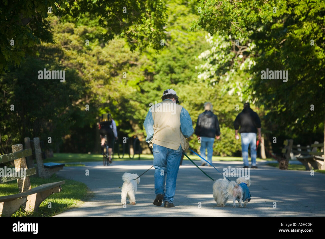 ILLINOIS-Chicago-Mann gehen drei Hunde auf gepflasterten Pfad in der Nähe von Promontory Point See Park von hinten betrachtet Stockfoto