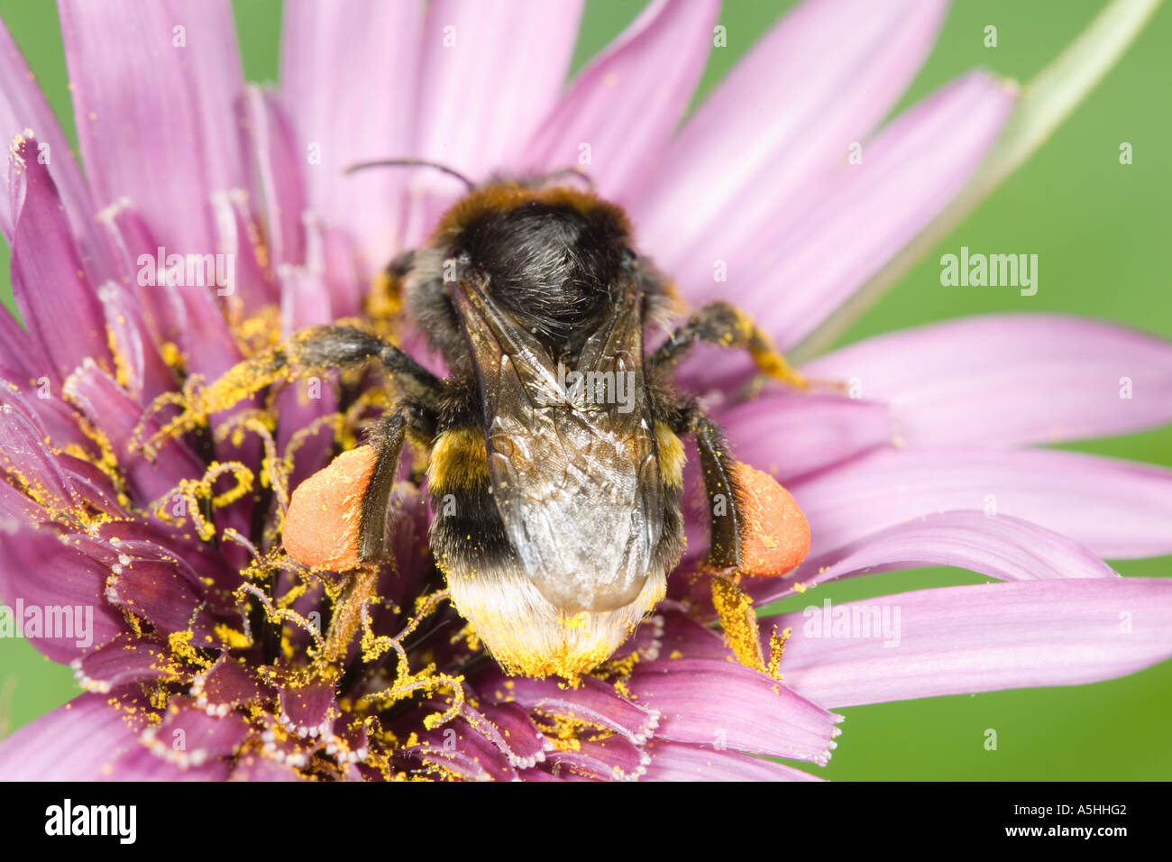 Bumble Bee sammeln Pollen von Schwarzwurzeln Blume Stockfoto