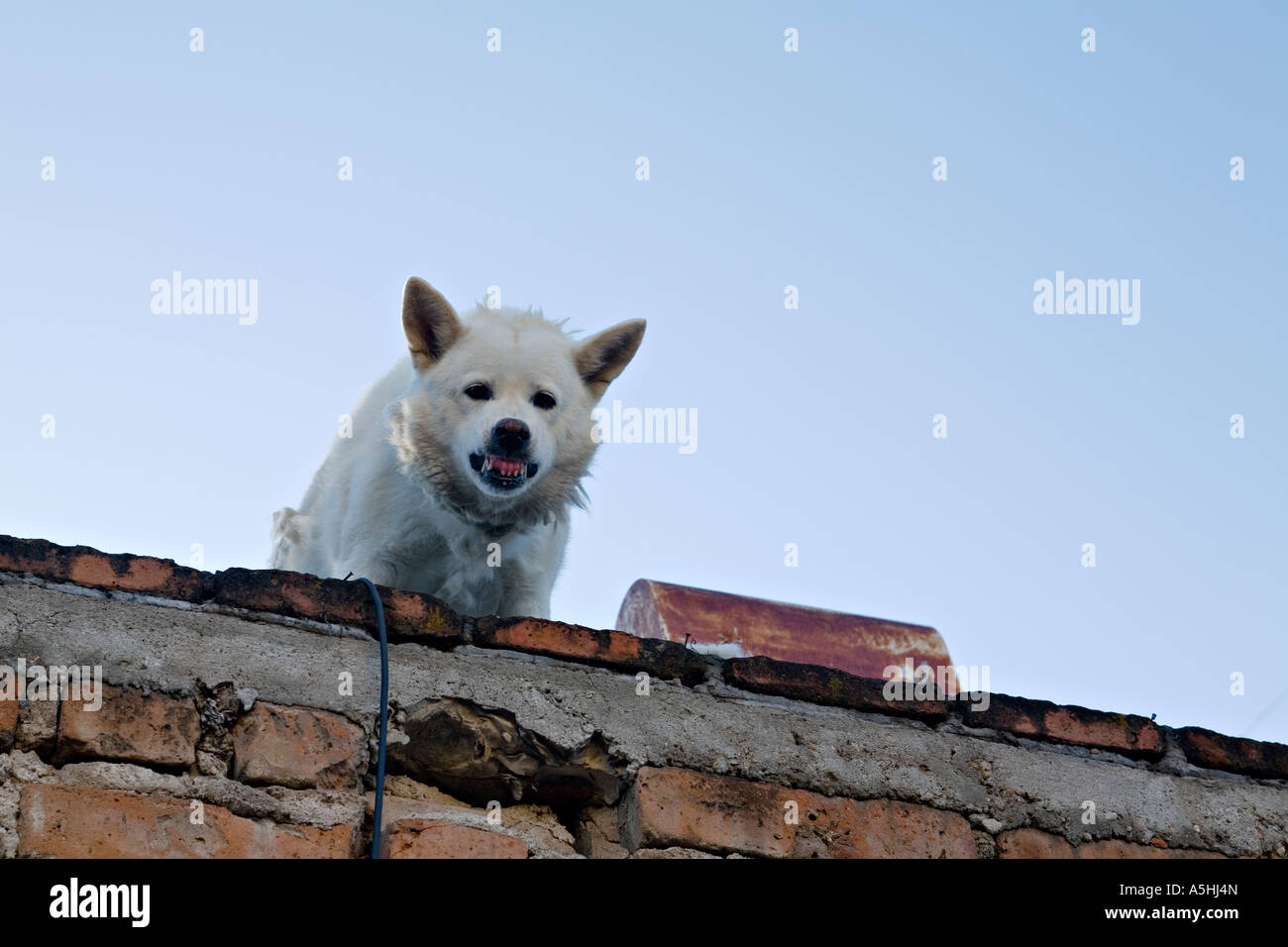 Mexiko San Miguel de Allende weißen Wachhund mit Reißzähnen verjährt Stand oben auf der Mauer und Knurren Stockfoto