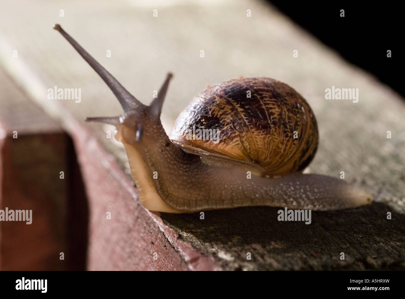 Gemeinsamer Garten Schnecke Helix Aspersa in der Nacht Stockfoto