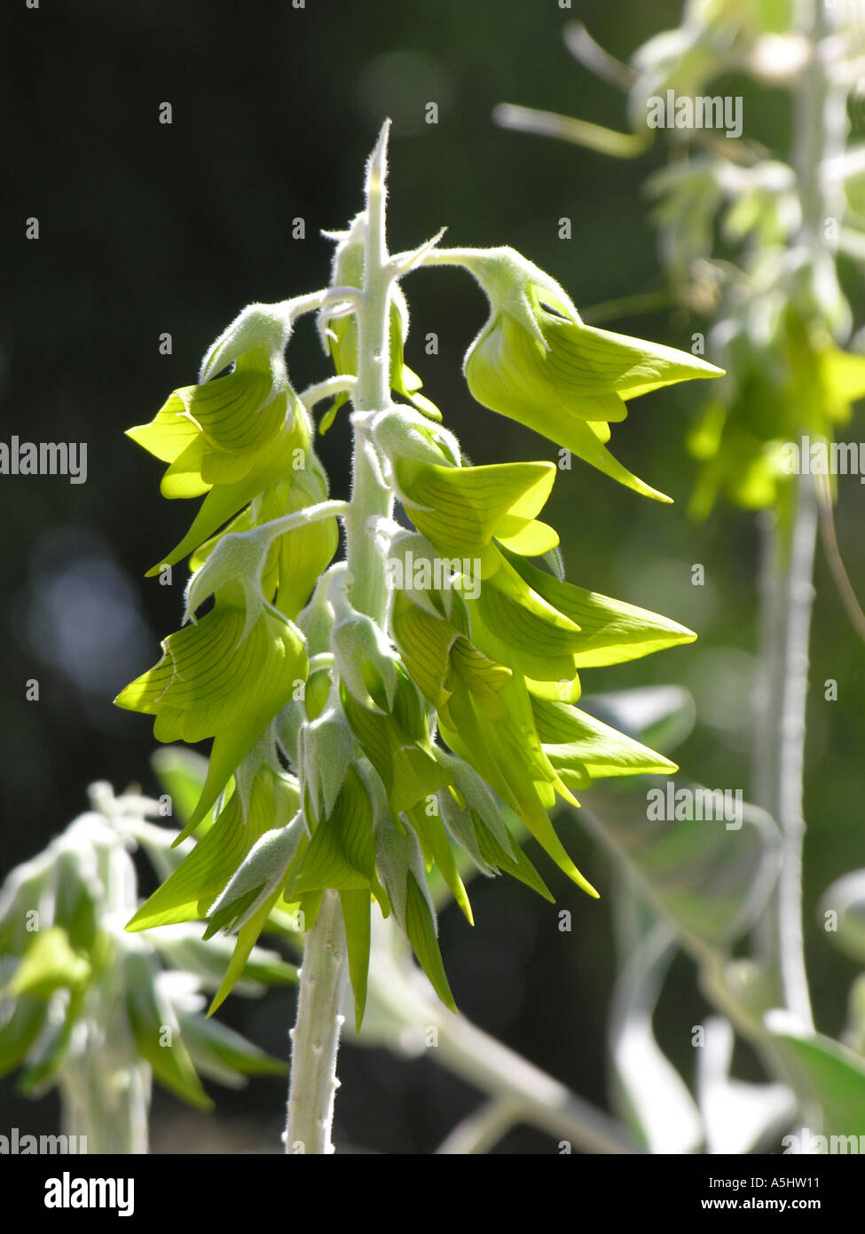 Königliche Birdflower Crotalaria cunninghamii Stockfotografie - Alamy