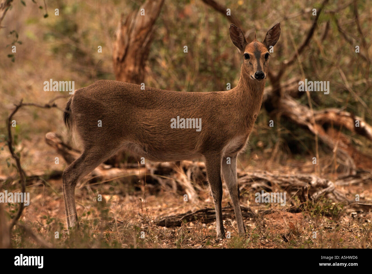 Gemeinsamen Duiker Sylvicapra Grimmia weiblich in wild fotografiert in Südafrika Mkhuze Game Reserve Stockfoto