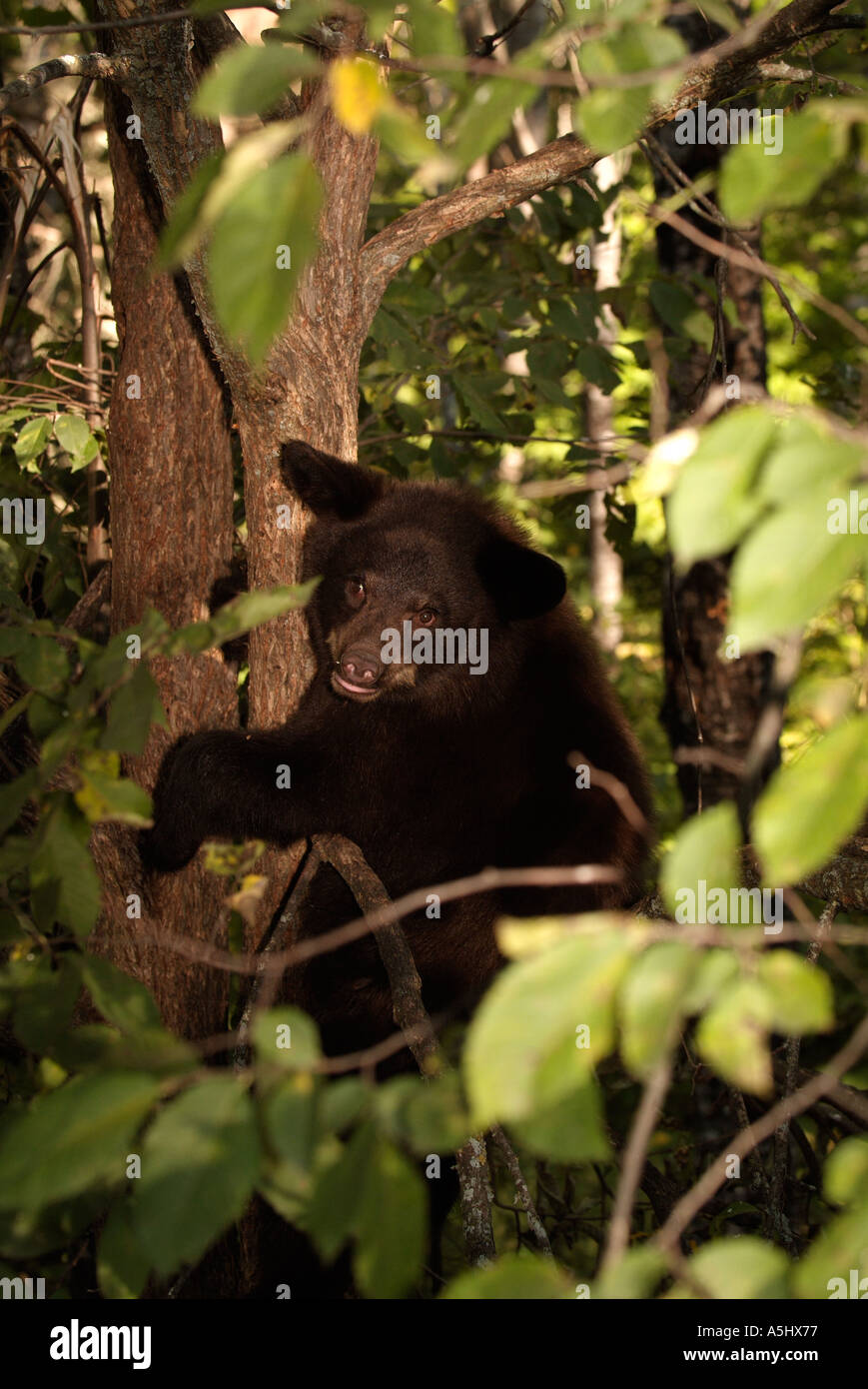 Amerikanischer Schwarzbär Ursus Americanus erste Jahr junge Baum in Minnesota wild Stockfoto