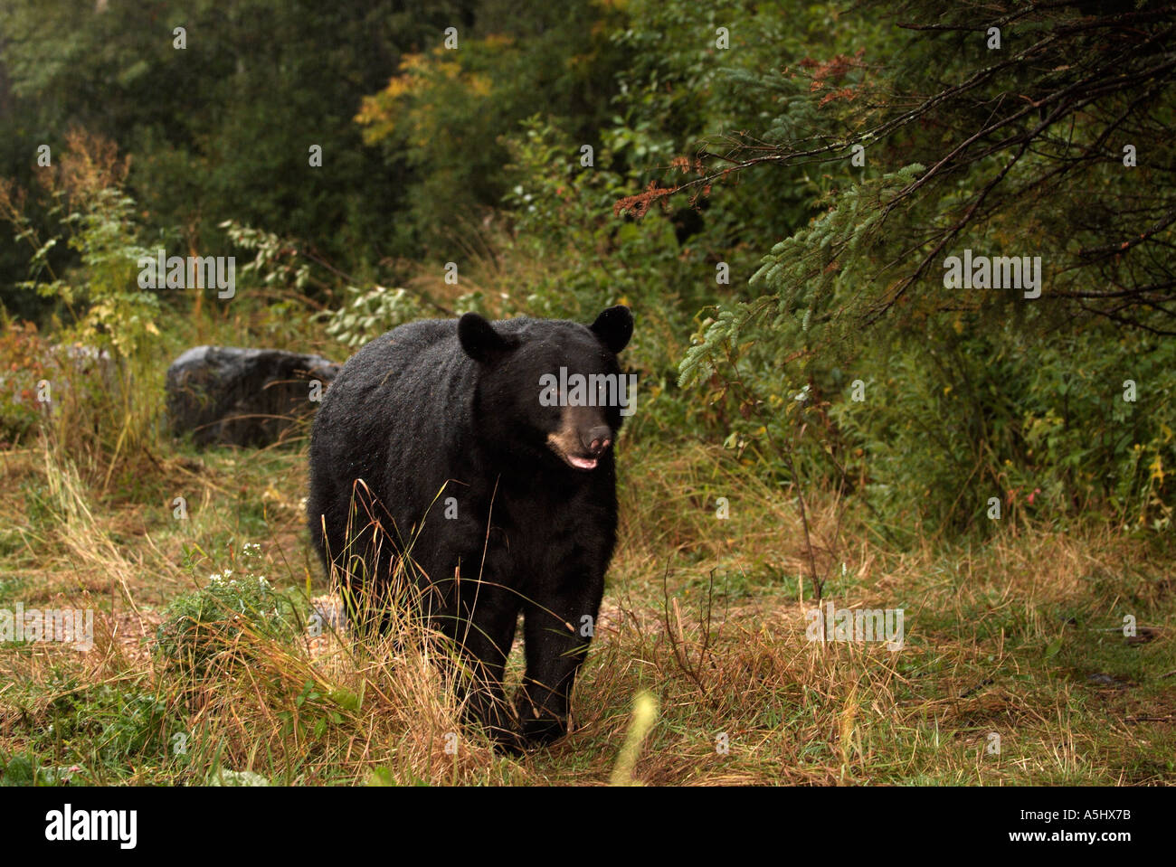 Amerikanischer Schwarzbär Ursus Americanus fotografiert in freier Wildbahn in Minnesota Erwachsene Stockfoto
