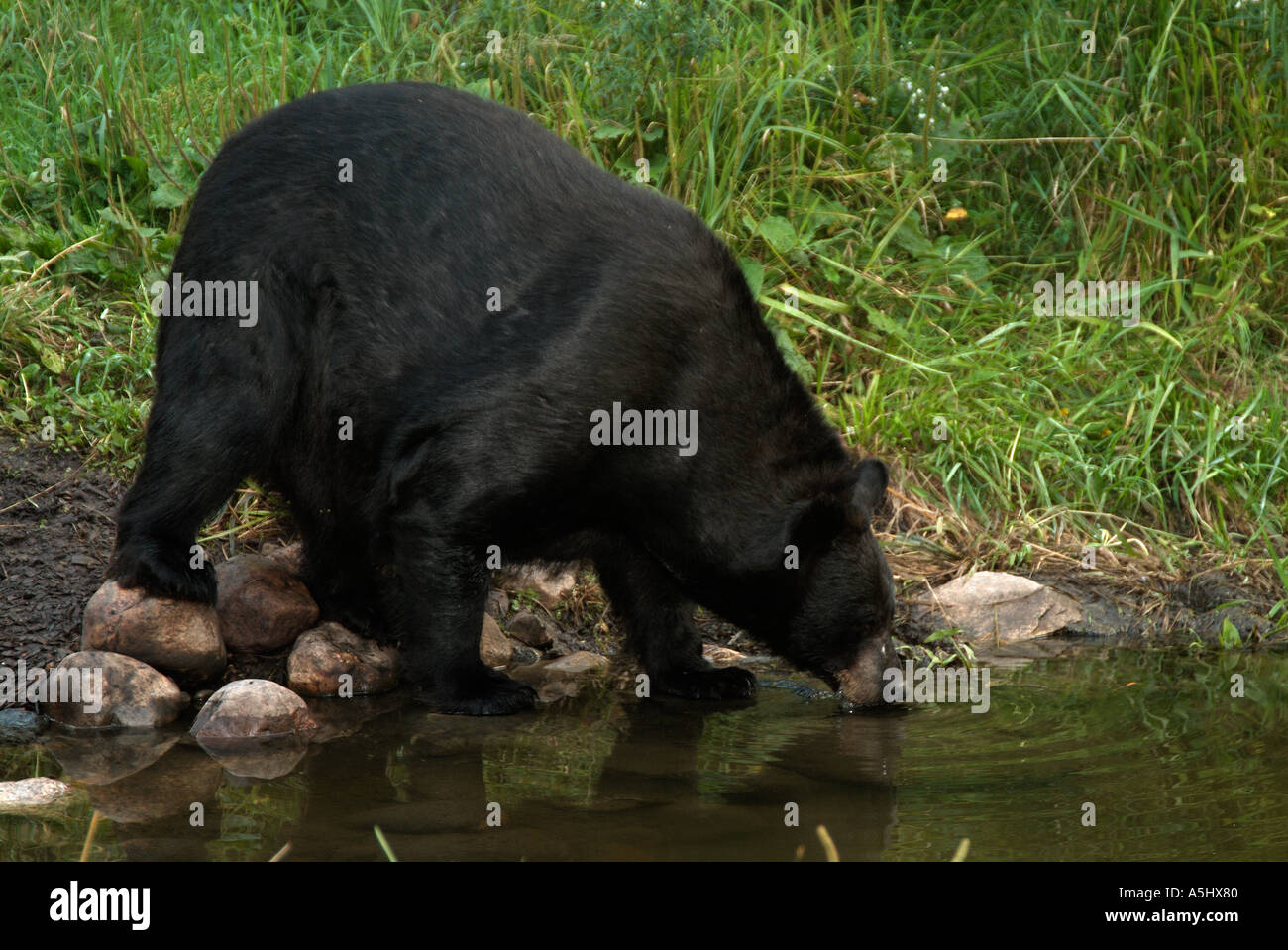 Amerikanischer Schwarzbär Ursus Americanus Erwachsene trinken in der Minnesota wild Stockfoto