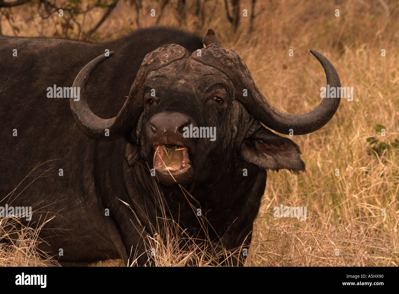 Afrikanische Büffel Syncerus Caffer fotografiert in wilden Krüger Nationalpark in Südafrika Stockfoto