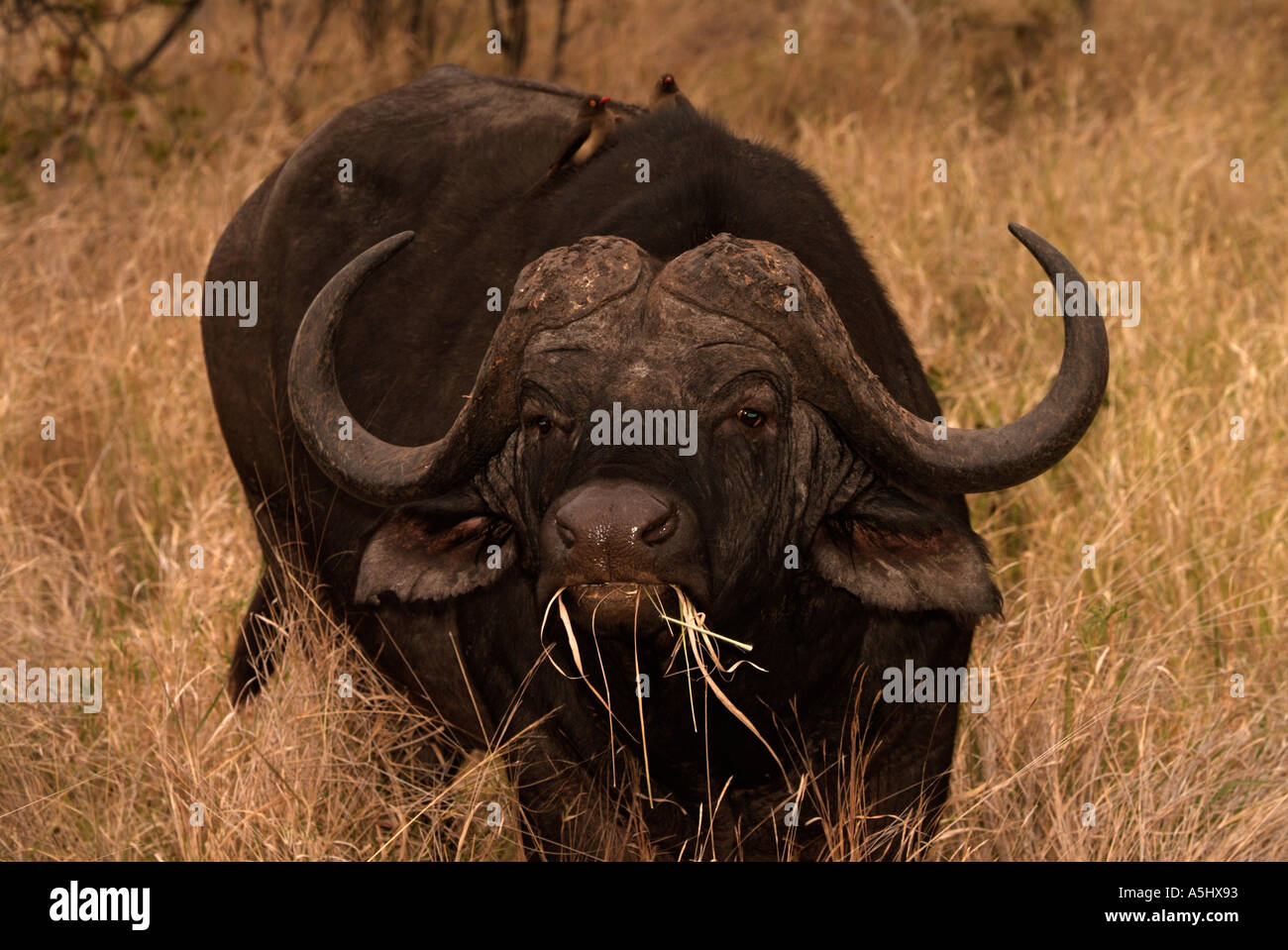 Afrikanische Büffel Syncerus Caffer fotografiert in wilden Krüger Nationalpark in Südafrika Stockfoto