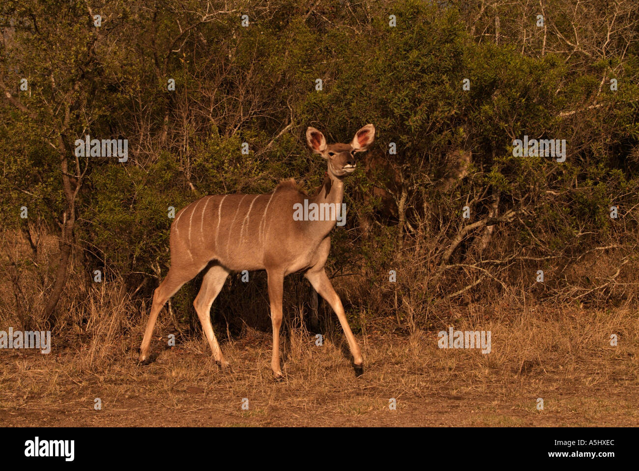 Größere Kudu Tragelaphus Strepsiceros fotografiert in wilden Krüger Nationalpark in Südafrika Stockfoto