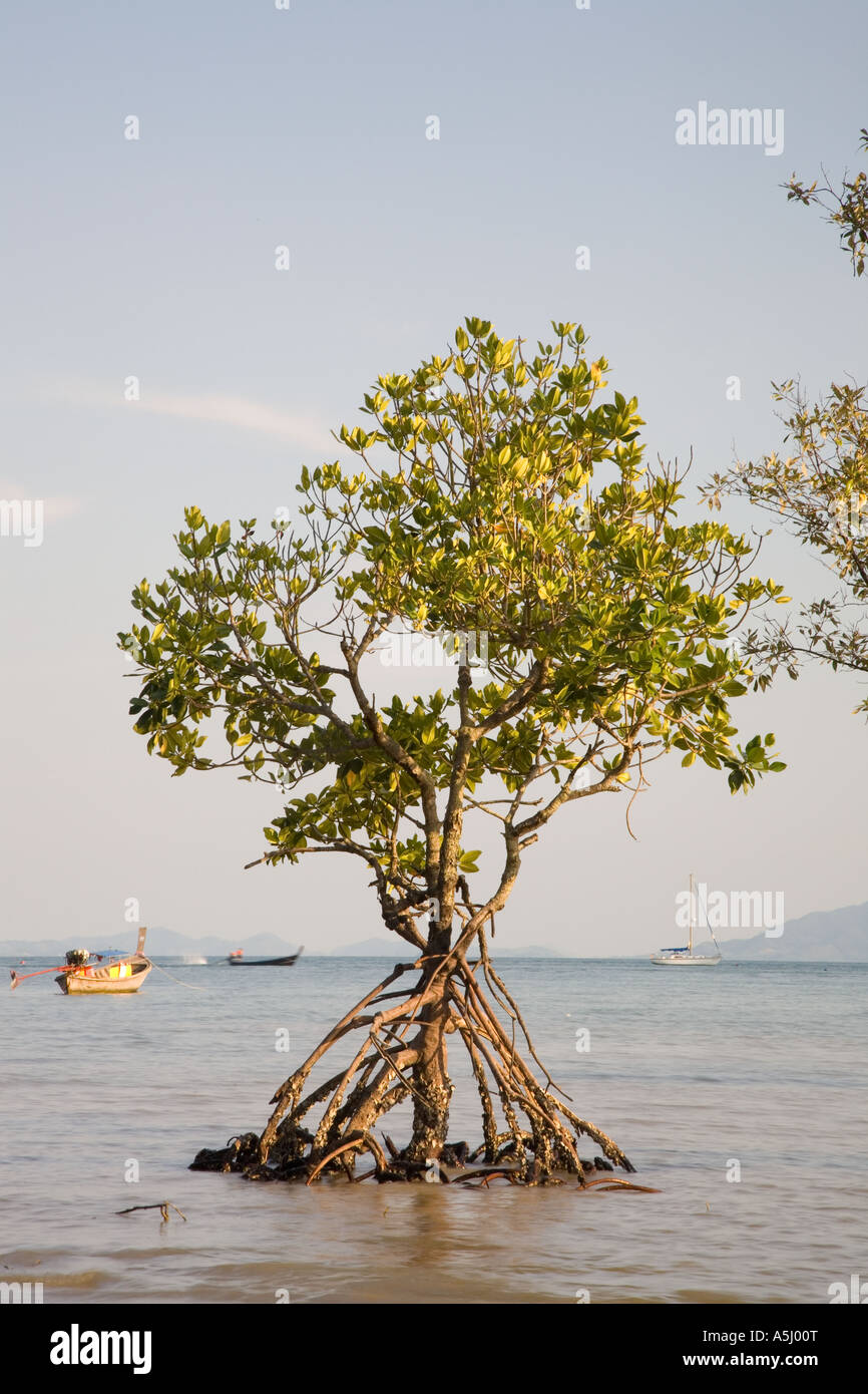 Verwirrung von Mangrovenwurzeln freigelegt. Ein isolierter Mangrovenbaum, Küstenvegetation an der East Railay Beach Lagune, Provinz Krabi, Thailand Stockfoto