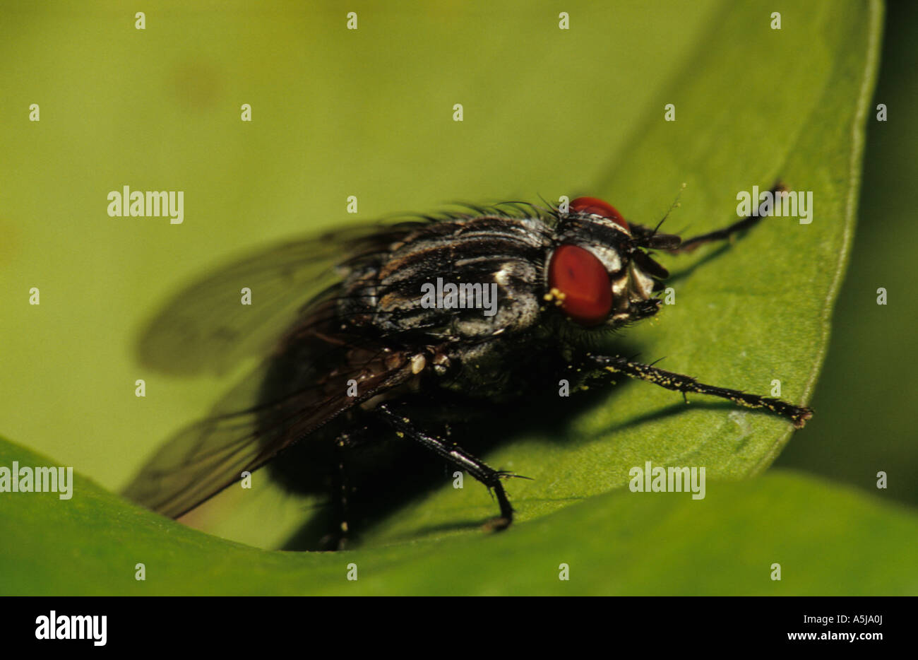 Fleisch-Fly (Sarcophaga Carnaria) im Vereinigten Königreich Stockfoto