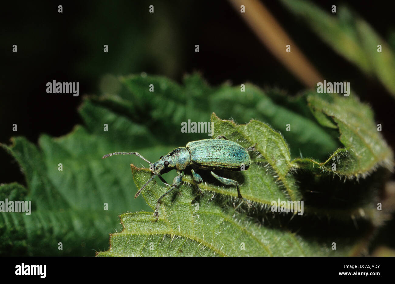 Rüsselkäfer (Phyllobius Pomaceus) im Vereinigten Königreich Stockfoto