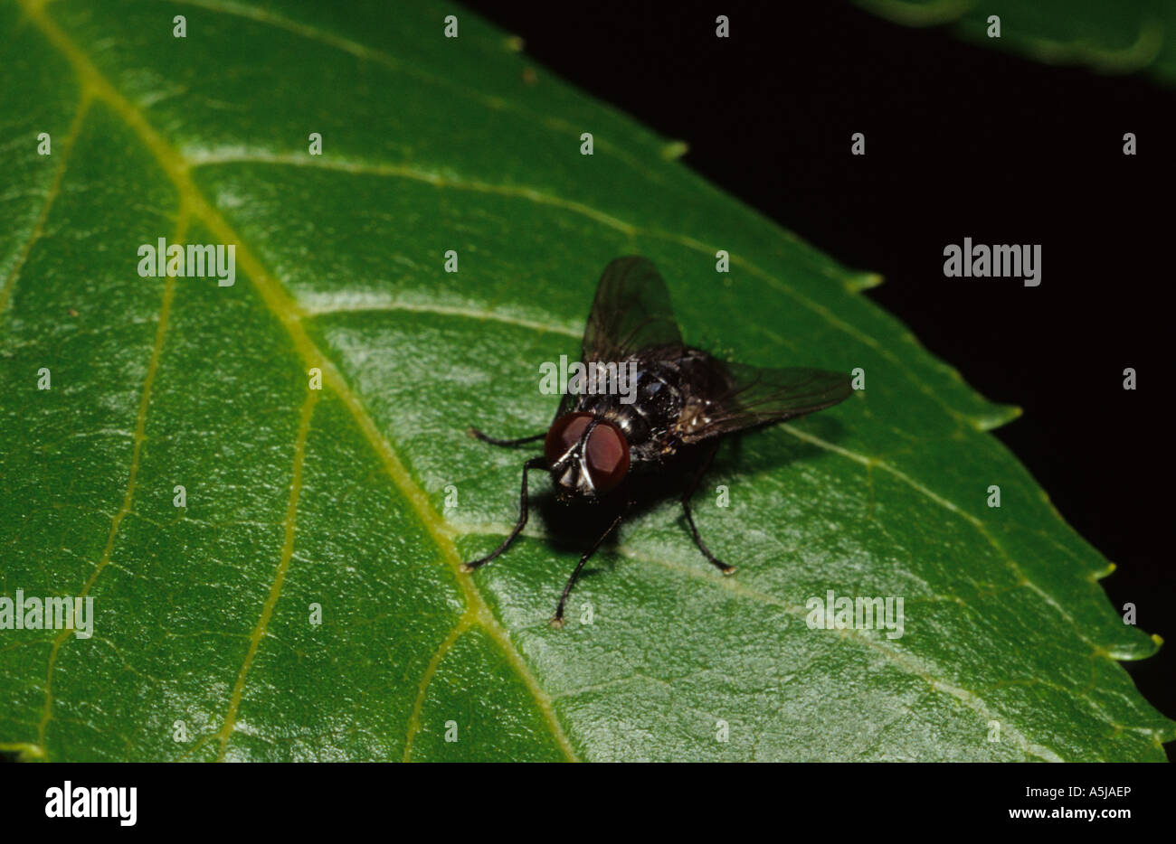 Zusammenarbeit (Hexamerinaufnahme Vomitoria) im Vereinigten Königreich Stockfoto