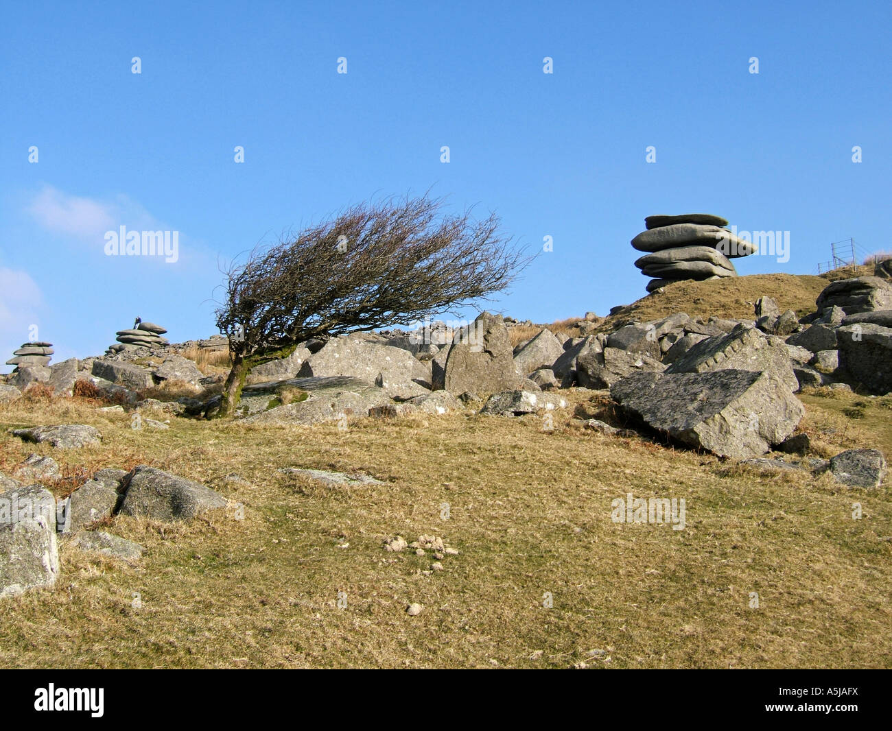 Wind fegte, Baum und die Cheesewring Steinen, Bodmin Moor, Cornwall, England, UK Stockfoto