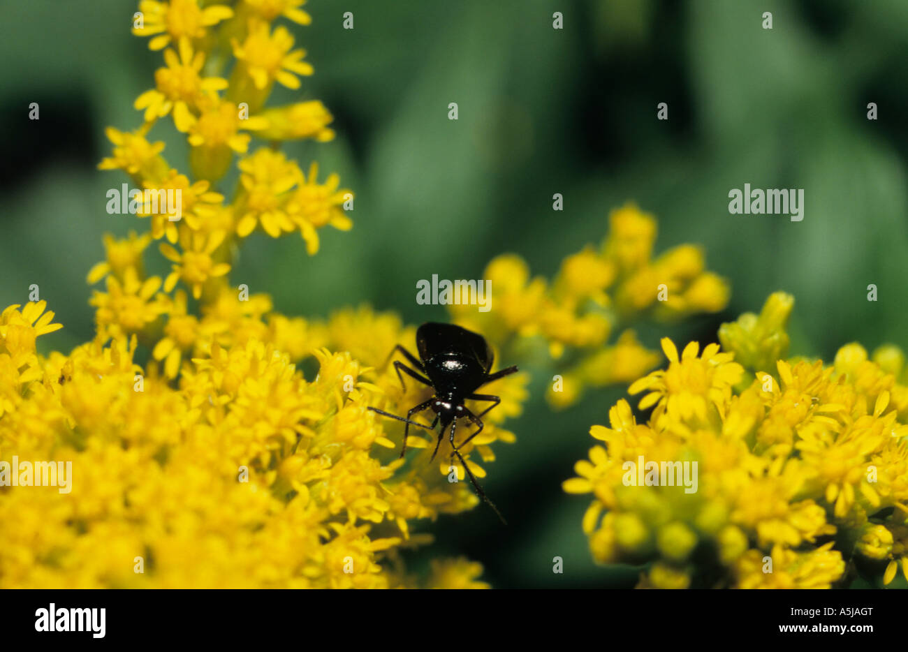 Schwarze Käfer auf gelben Blume im Königreich Stockfoto