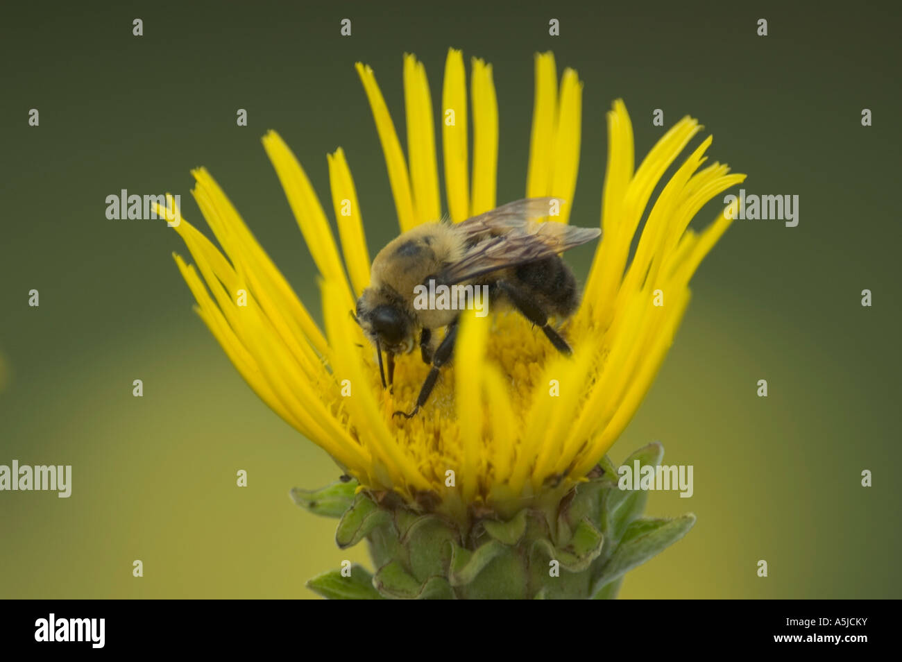 Biene auf gelber Blüte Stockfoto