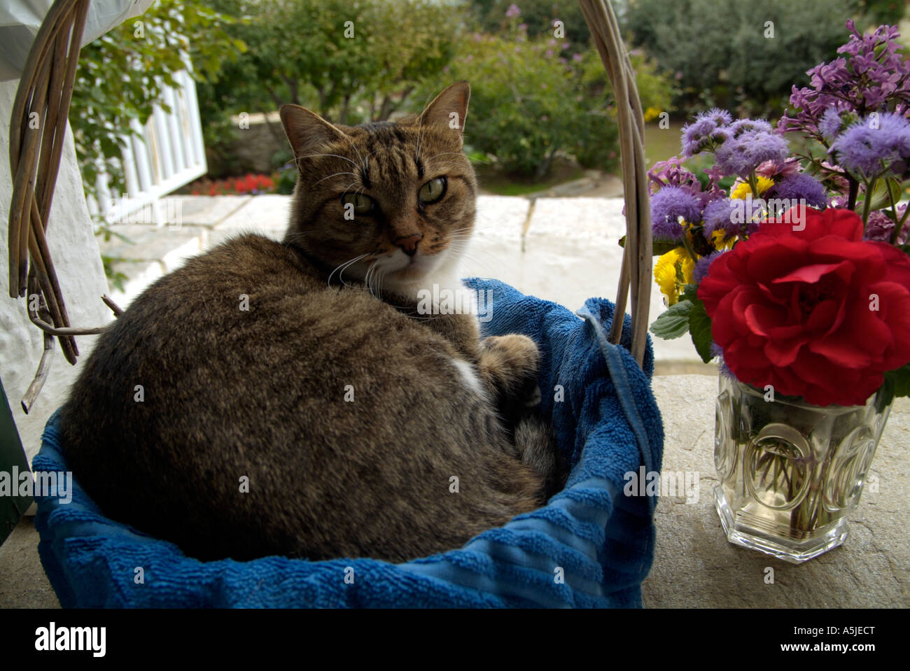 Eine Schildpatt-Katze sitzt in einem Korb, die neugierig in die Kamera schaut. Stockfoto