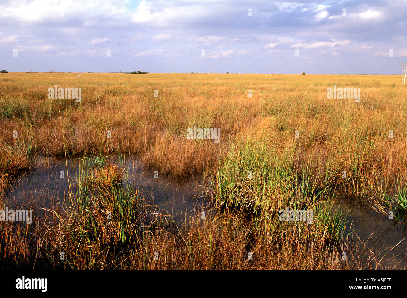Florida Everglades Nationalpark Sawgrass Grasland Fluß des Grases Stockfoto