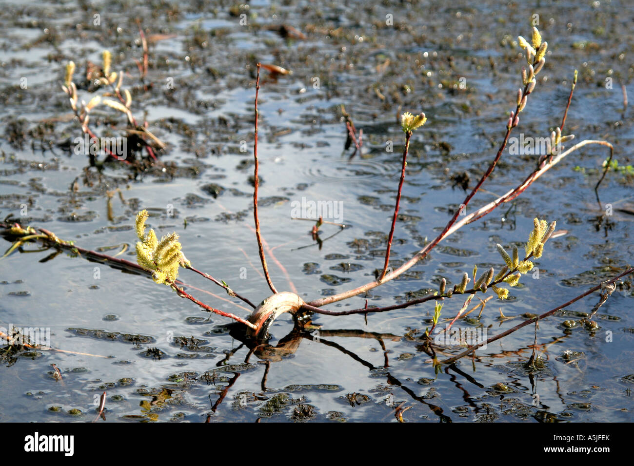 Salix Babylonica Var Pekinensis tortuosa Stockfoto