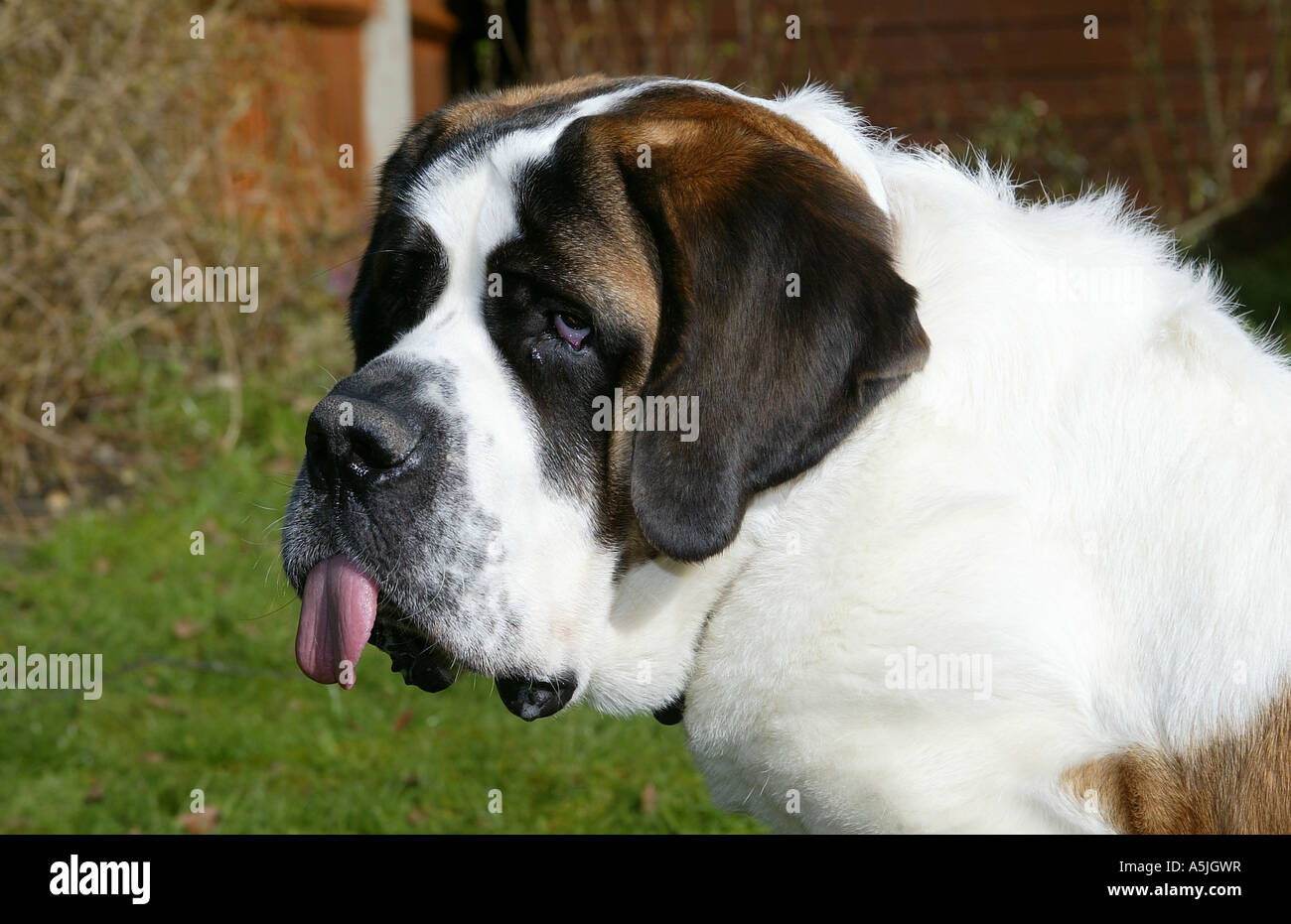 Bernhardiner Hund Besitzer betrachten Stockfoto