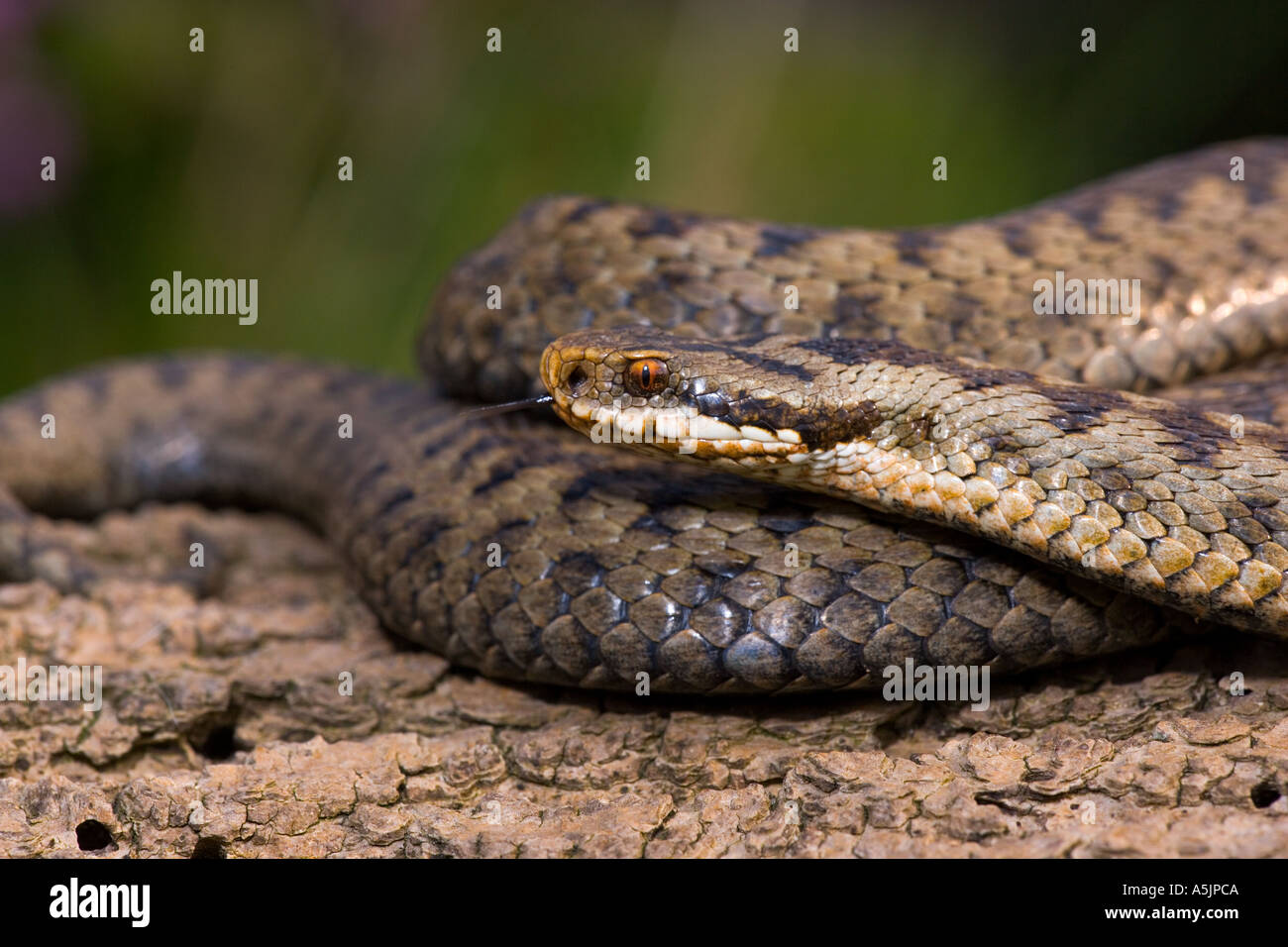 Kreuzotter Vipera Berus Nahaufnahme Schuss mit schön aus Fokus Hintergrund leicestershire Stockfoto