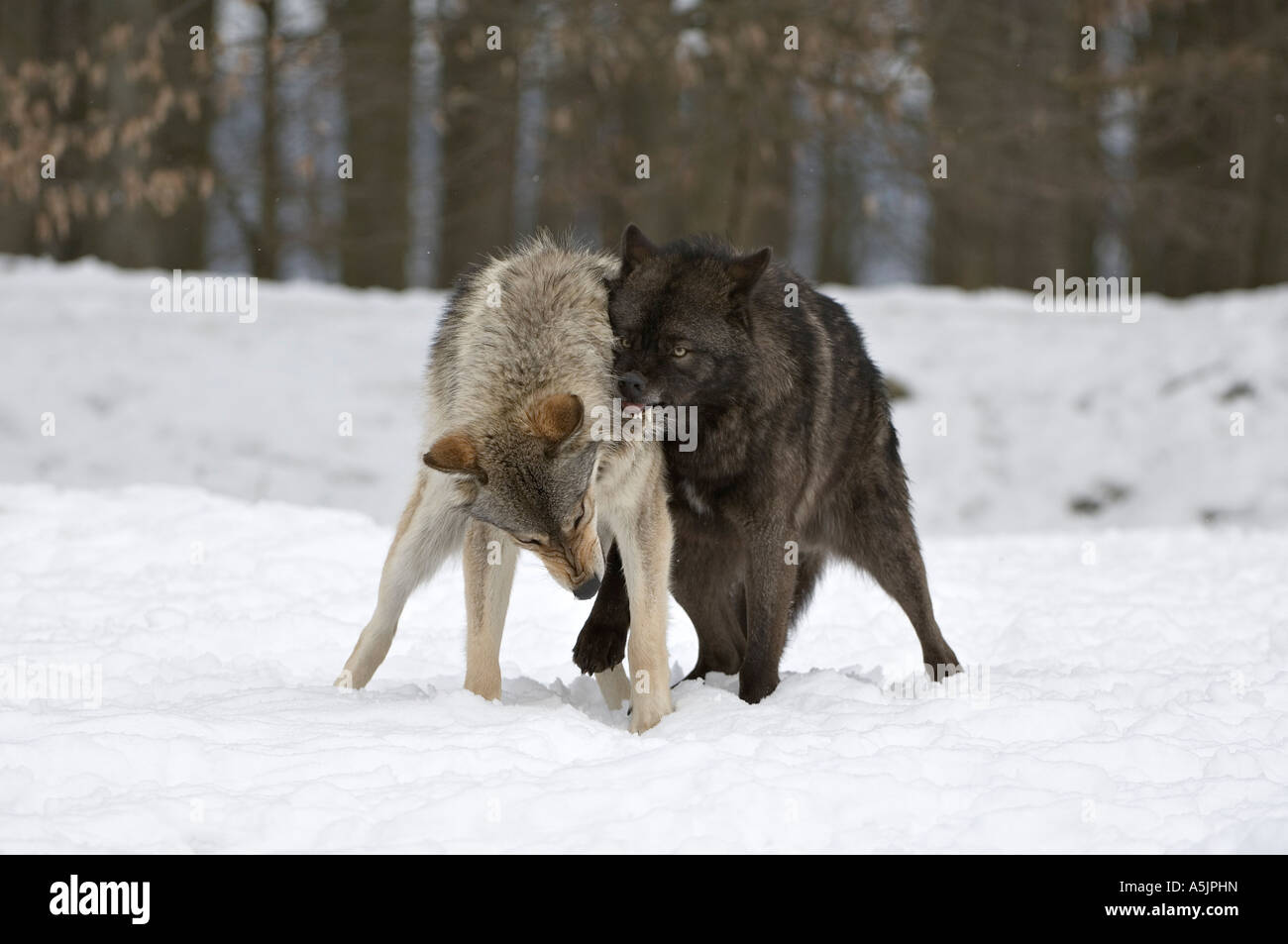 Östlichen Holz-Wölfe (Canis Lupus LYKAON) kämpfen Stockfoto