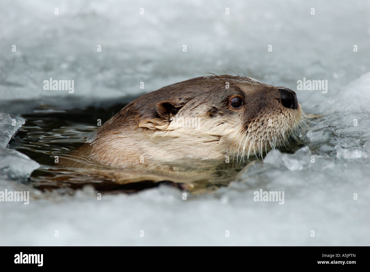 Europäische Otter (Lutra Lutra) blickt von seinem Eisloch Stockfoto