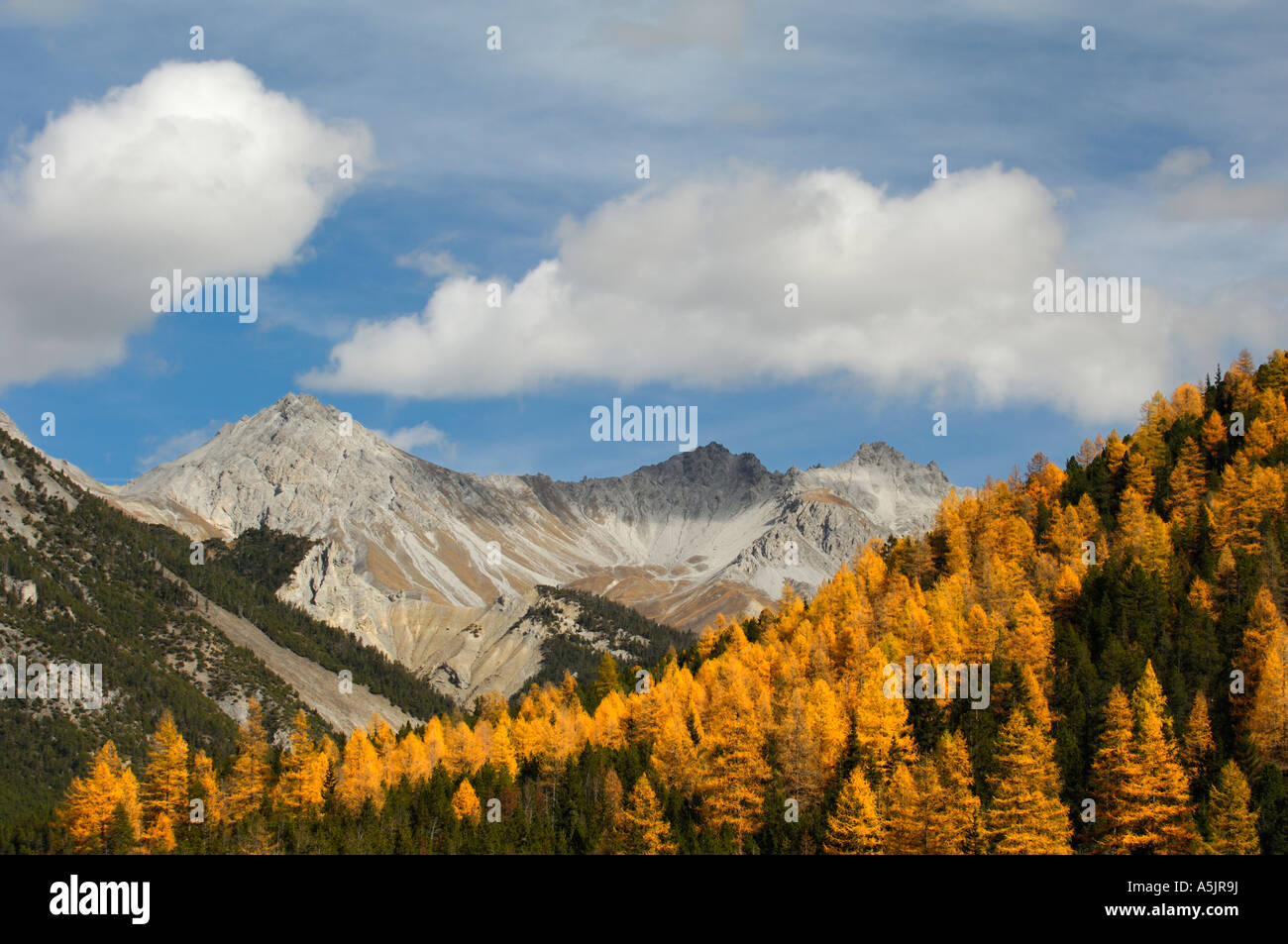 Lärche Bäume Larix Decidua) im Herbst in Schweizer nationalen Paek, Graubünden, Schweiz Stockfoto