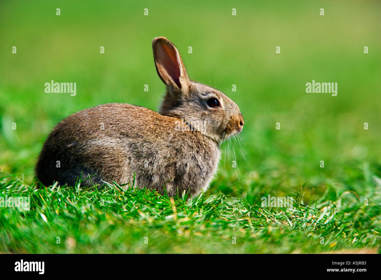 Kaninchen Oryctolagus Cuniculus sitzen Fütterung auf Rasen Potton bedfordshire Stockfoto