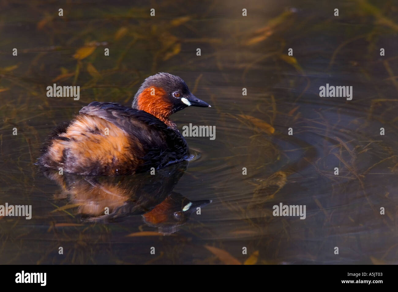 Zwergtaucher Tachybaptus Ruficollis Schwimmen am Mühlenteich mit Reflexion und Wellen derbyshire Stockfoto