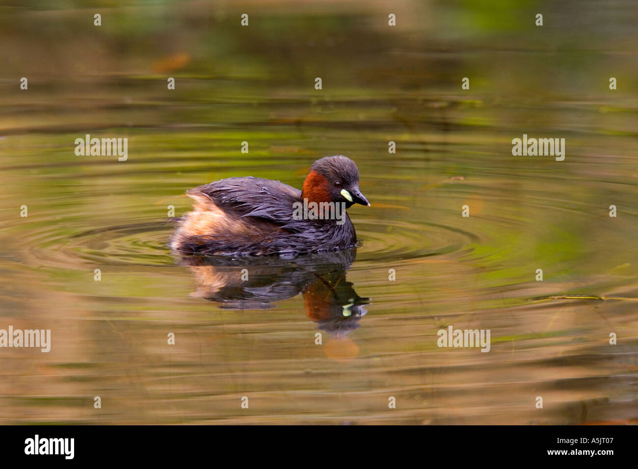 Zwergtaucher Tachybaptus Ruficollis Schwimmen am Mühlenteich mit Reflexion und Wellen derbyshire Stockfoto