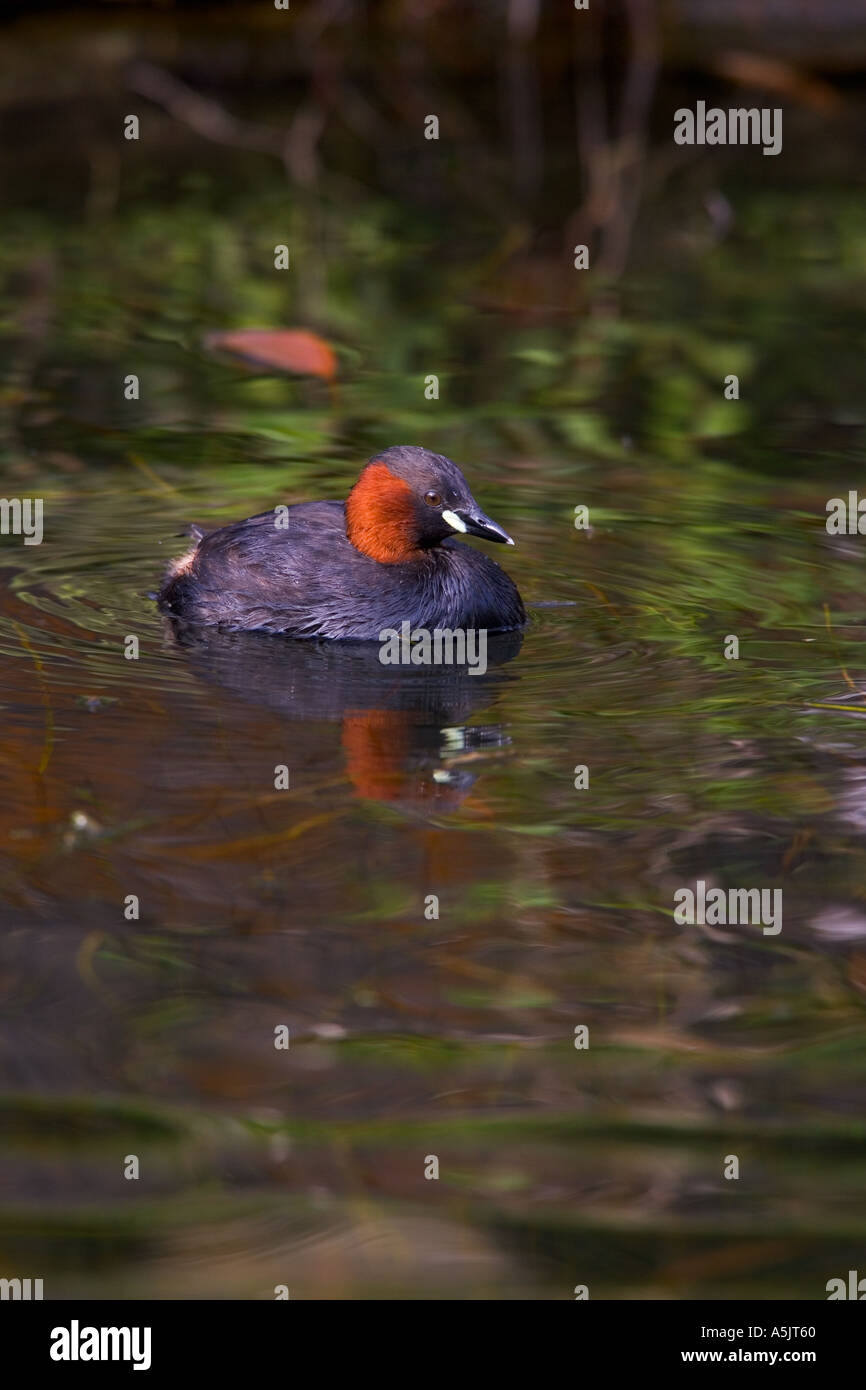 Zwergtaucher Tachybaptus Ruficollis Schwimmen im Mühlenteich mit Reflexion und Wellen derbyshire Stockfoto