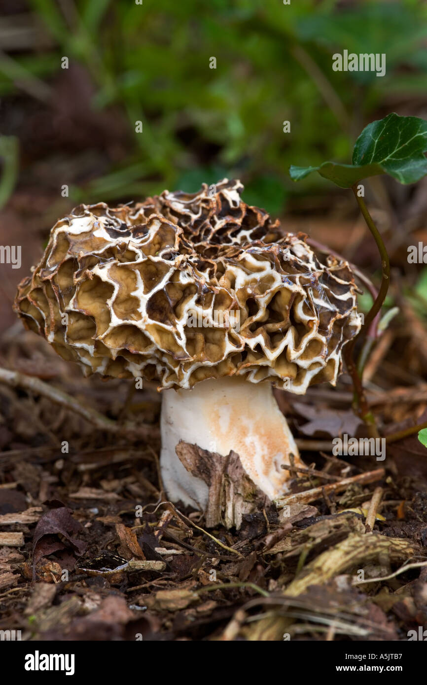 Morel Morchella Vulgaris wächst unter Blatt Wurf Potton bedfordshire Stockfoto