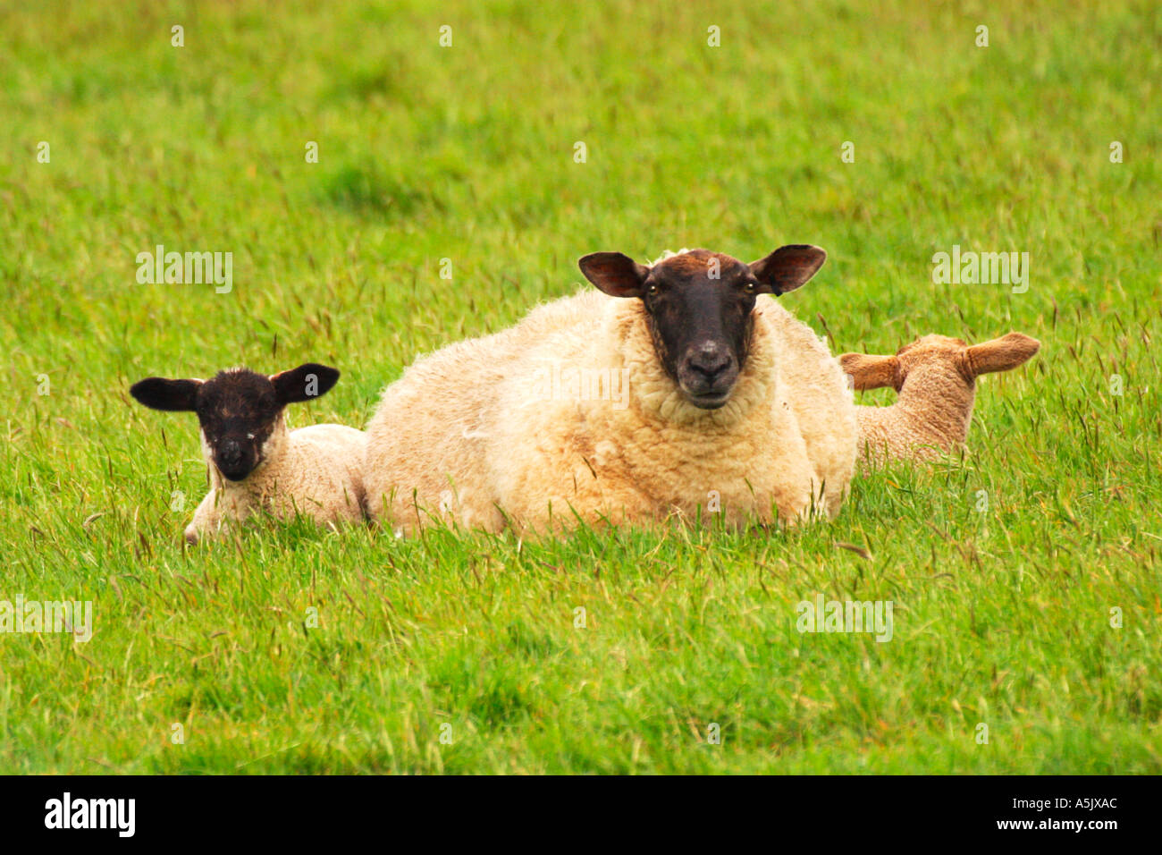 Drei Schafe Mutter und zwei Lämmer auf Wiese im Frühlingssonnenschein Dorset England UK GB British Isles Stockfoto