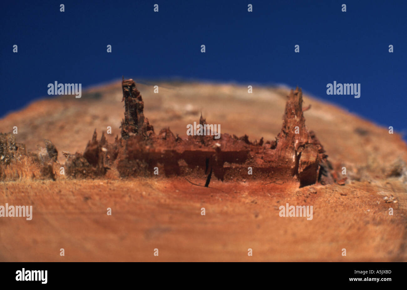 BAUMSTAMM SCHNAPPTE IN HALBEN BAPS129 Stockfoto