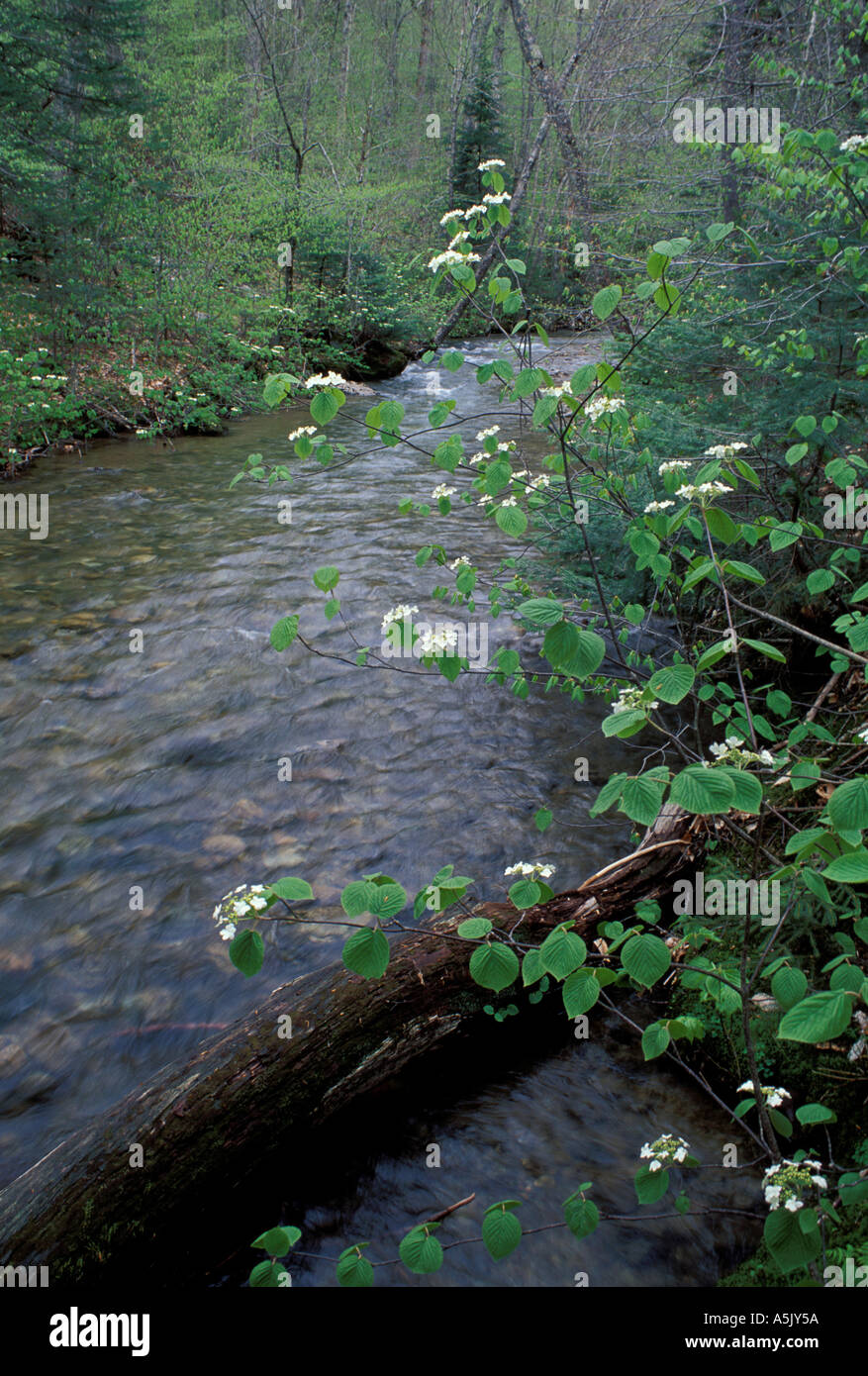 Pemigewasset River Hobblebush Viburnum Alnifolium am weißen Berg N F Franconia Notch S P NH Stockfoto