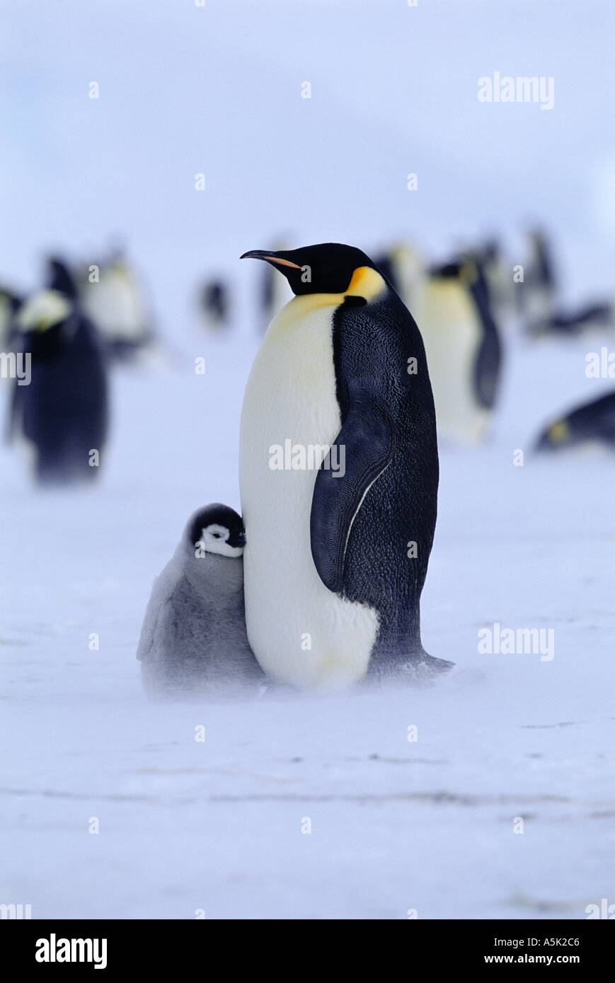 Kaiser-Pinguin-Aptenodytes Forsteri Erwachsener mit Küken Weddellmeer Antarktis Stockfoto