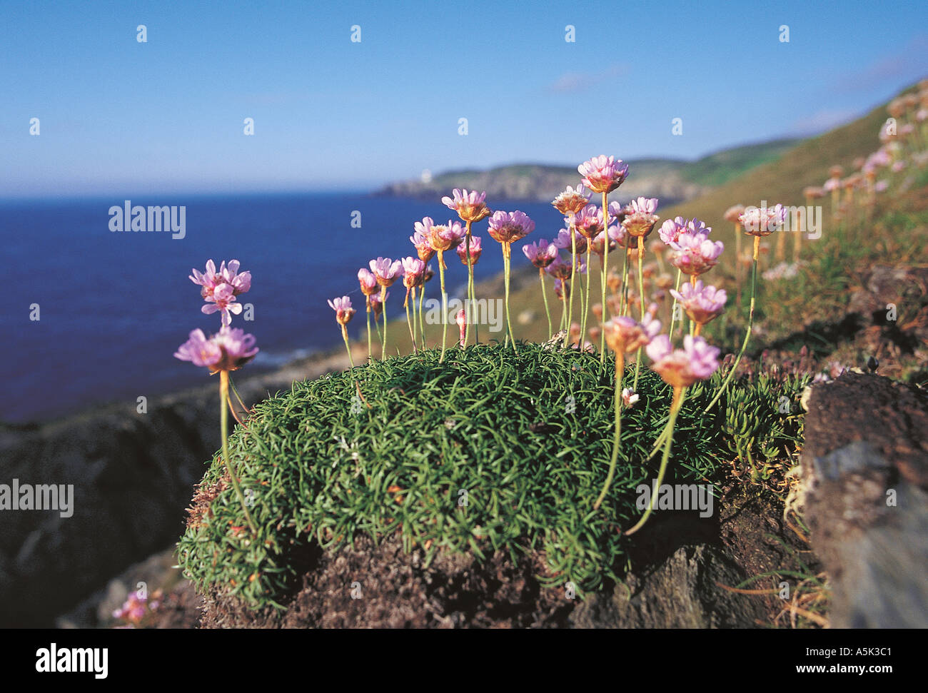 Meer rosa oder Sparsamkeit in Blume kann Woolacombe Devon Great Britain in der Nähe von Stockfoto